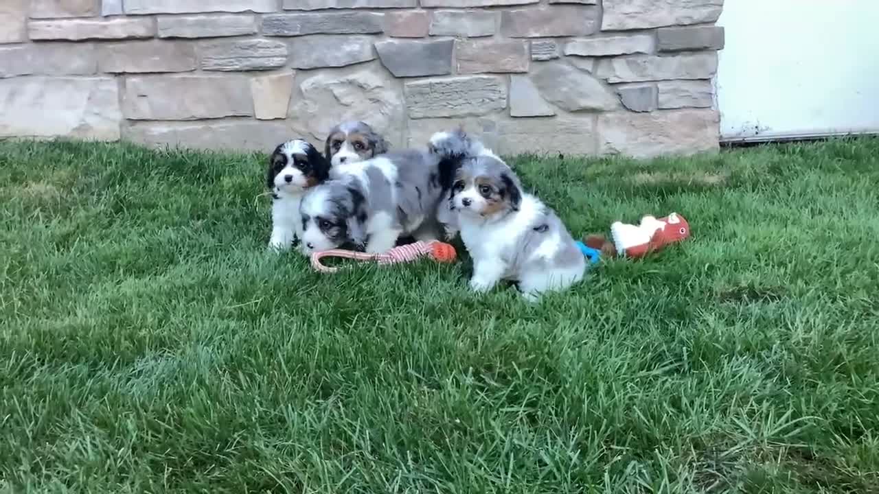 Cavapoo dogs for sale: Dixie - Video 1