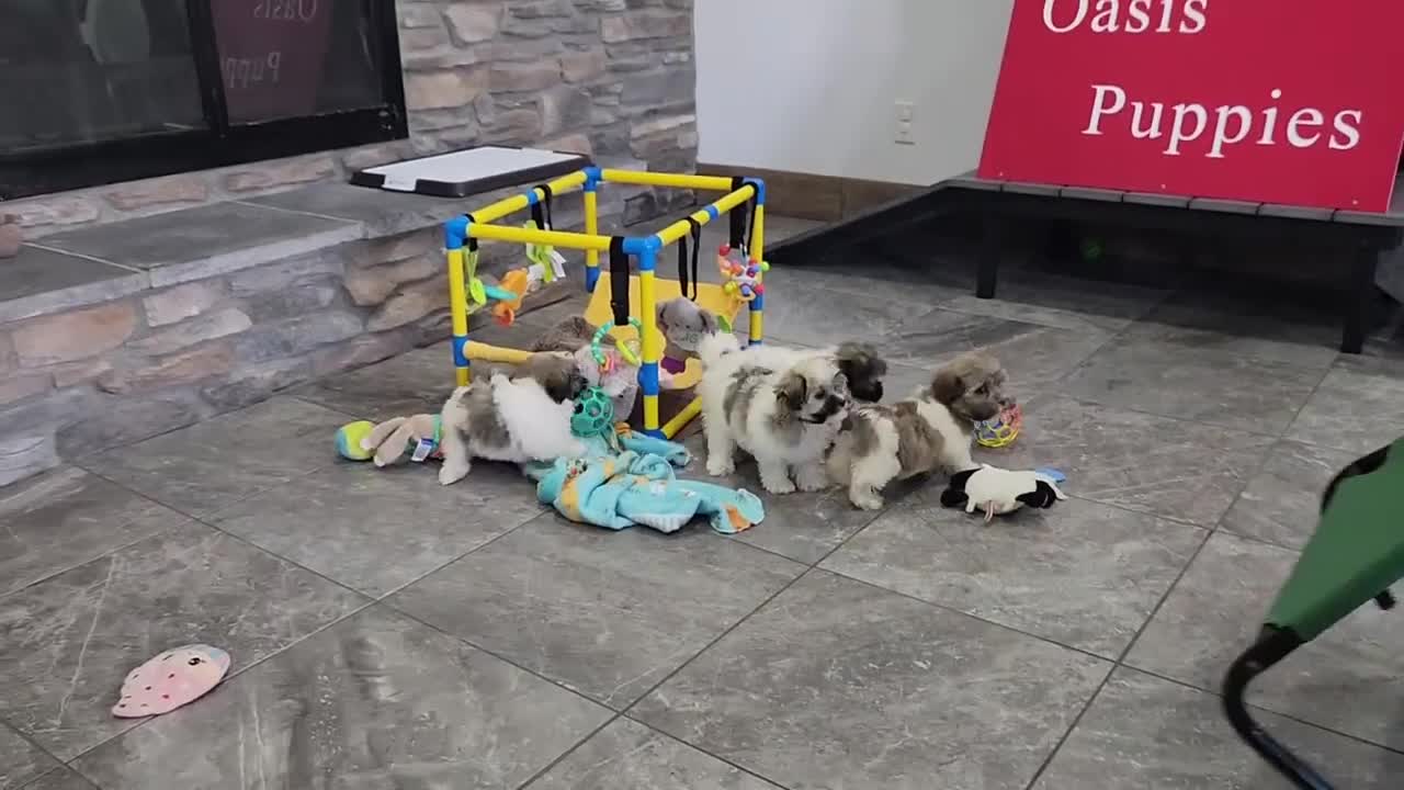 Havanese dogs for sale: EDISON - Video 6