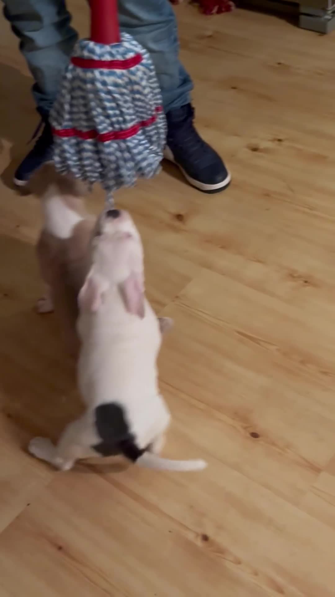 American Bully dogs for sale: Bailey  - Video 4