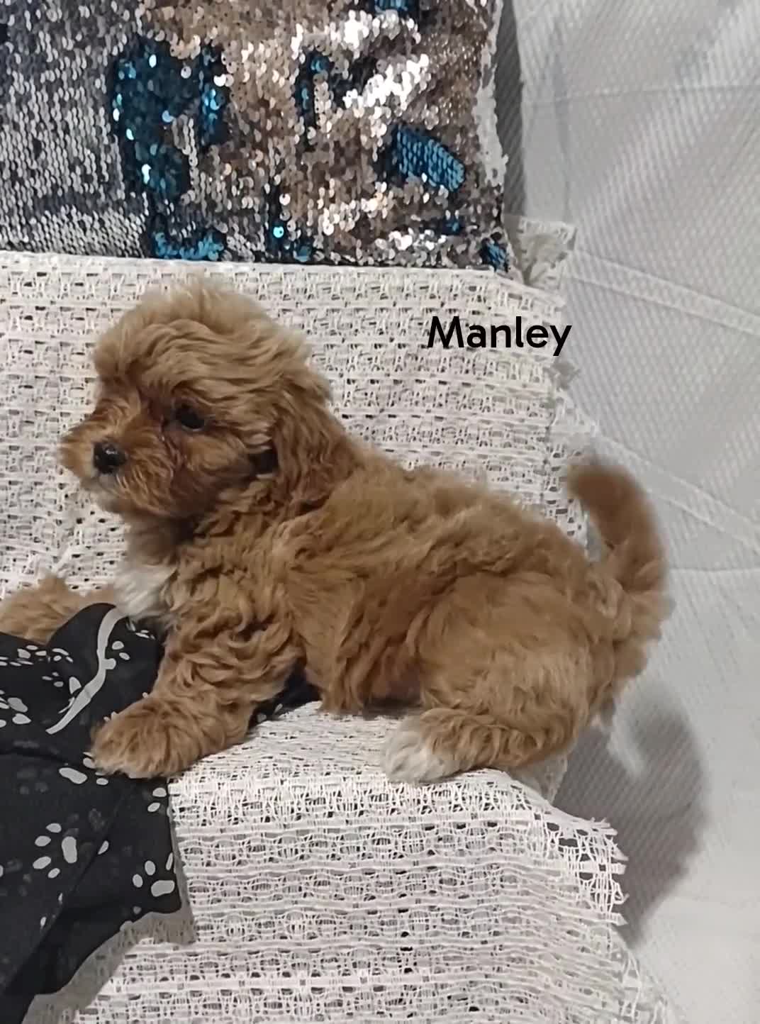 Shihpoo dogs for sale: Shihpoo Puppy 2 Manley  - Video 1