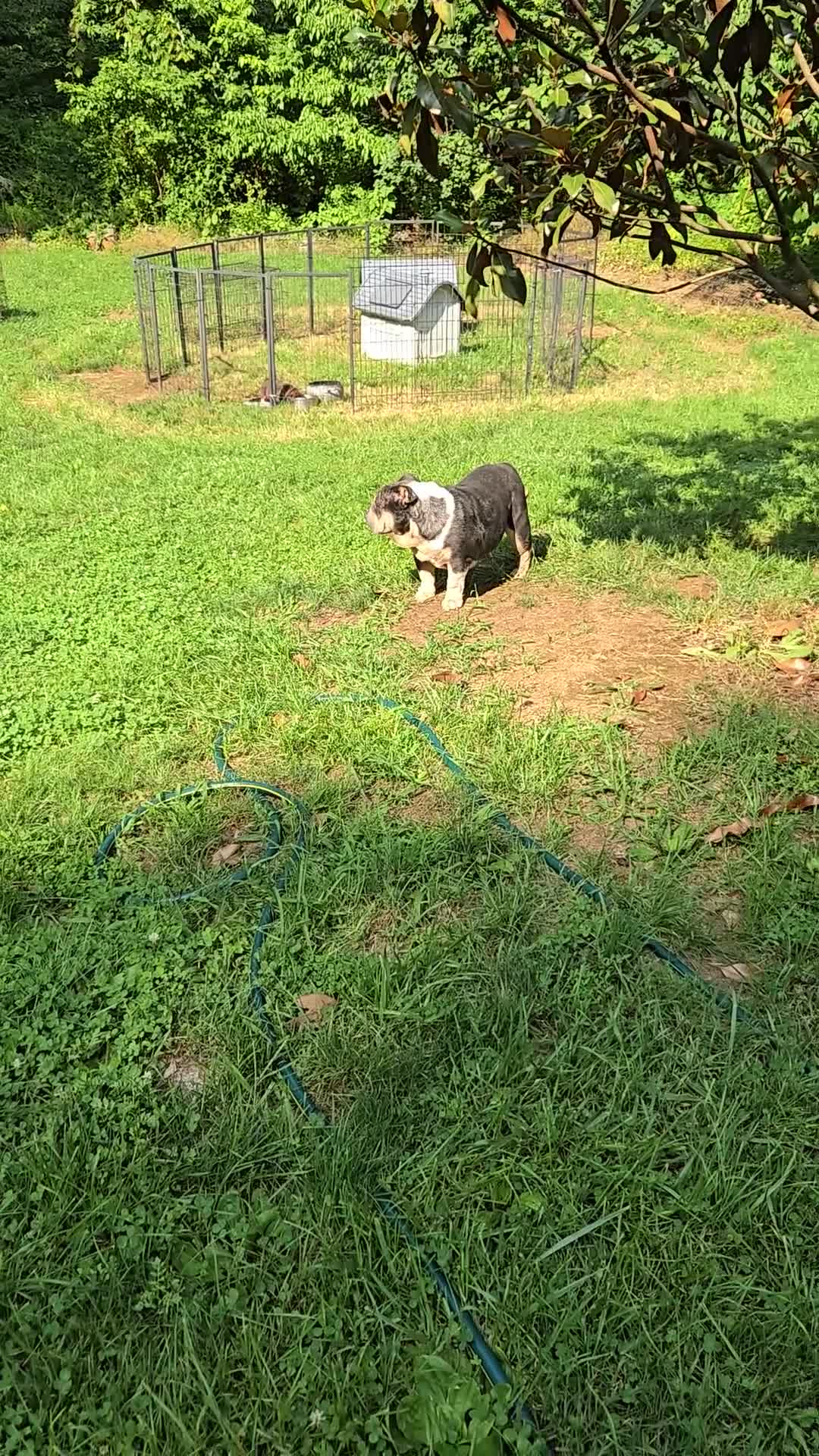 English Bulldog dogs for sale: English Bulldog 1 - Video 1