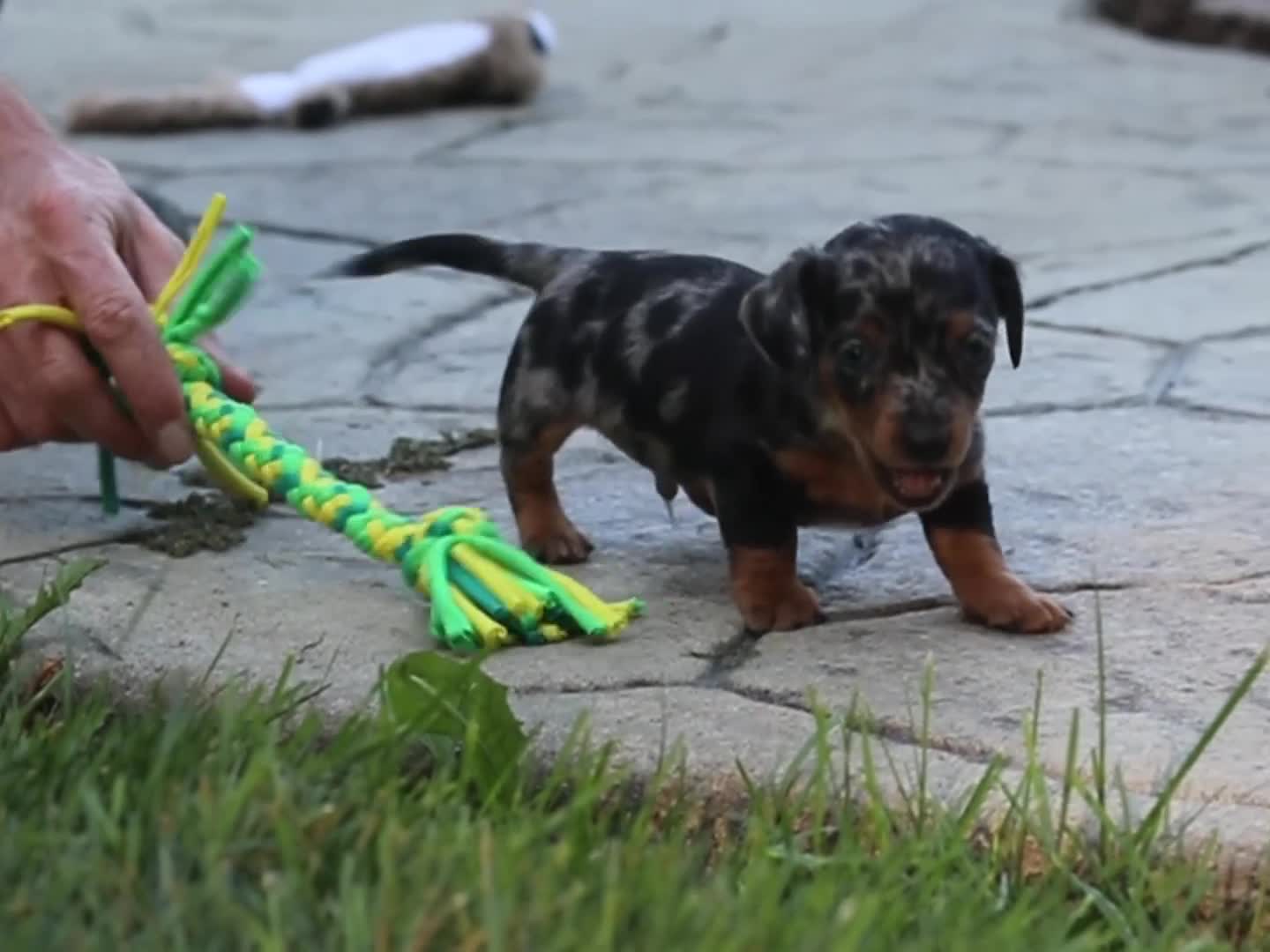 Mixed Breed dogs for sale: Beau - Video 1