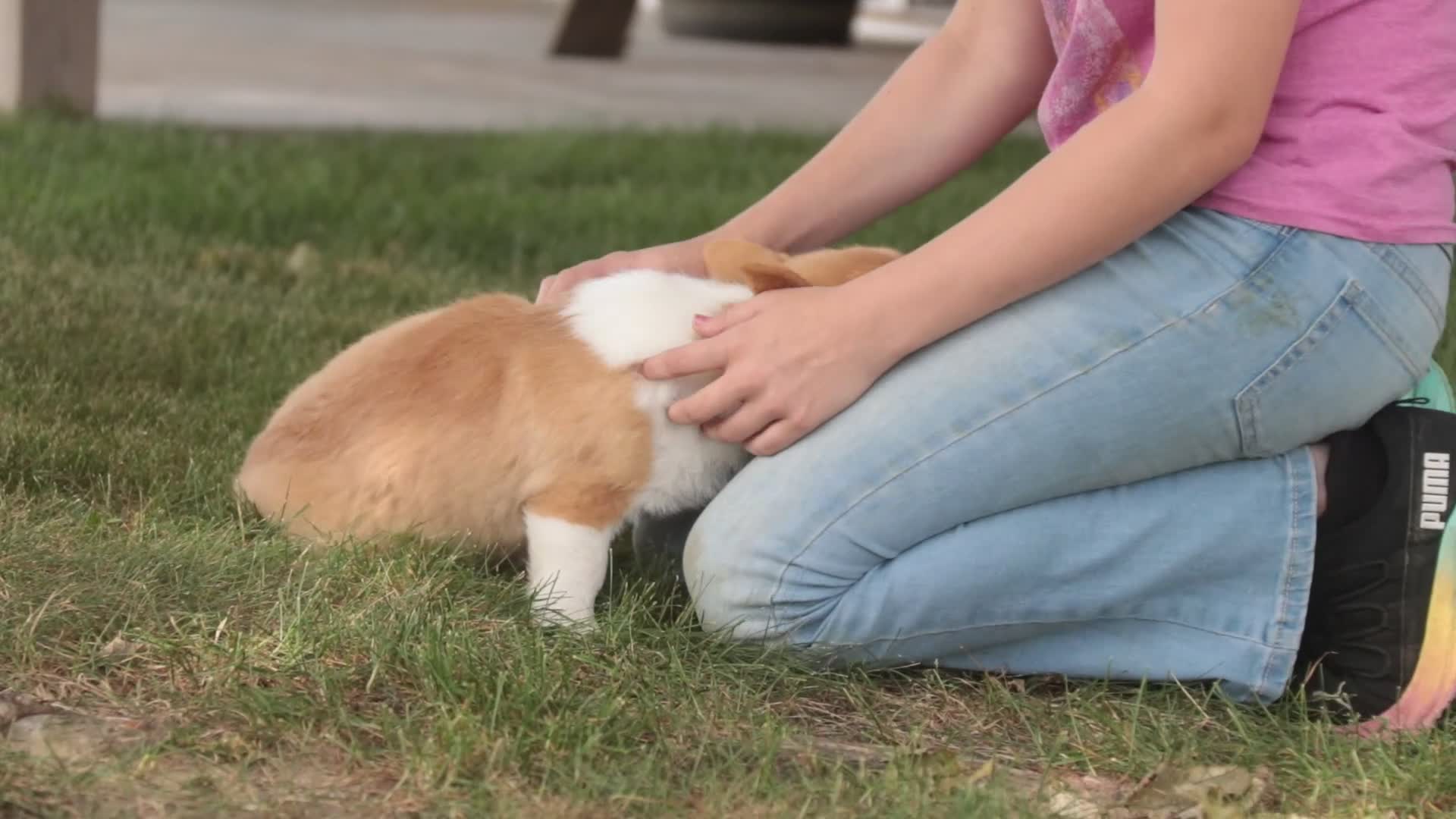 Welsh Corgi Pembroke dogs for sale: Josie Welsh Corgi Pembroke  - Video 2