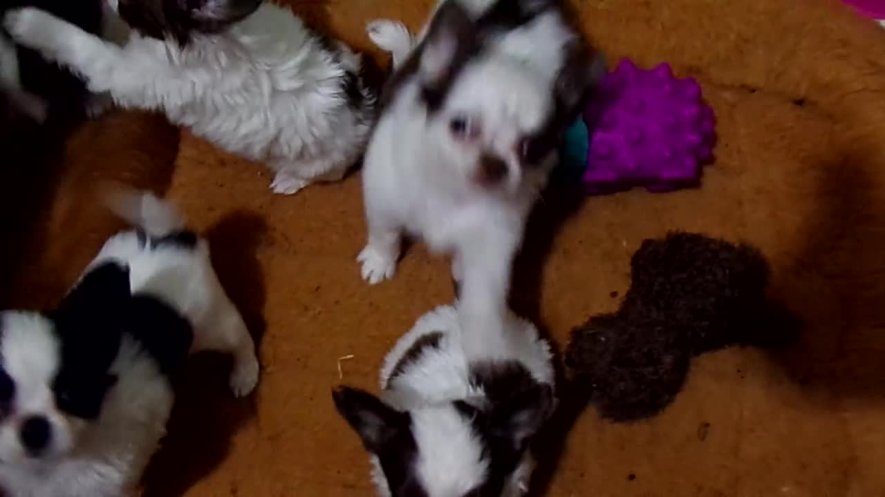 Chihuahua dogs for sale: Tiny Tcup Apple Head Inky  - Video 1