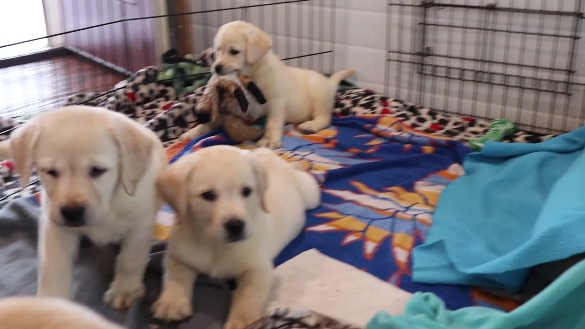 Labrador Retriever dogs for sale: Bryce - Champ lines - Video 1