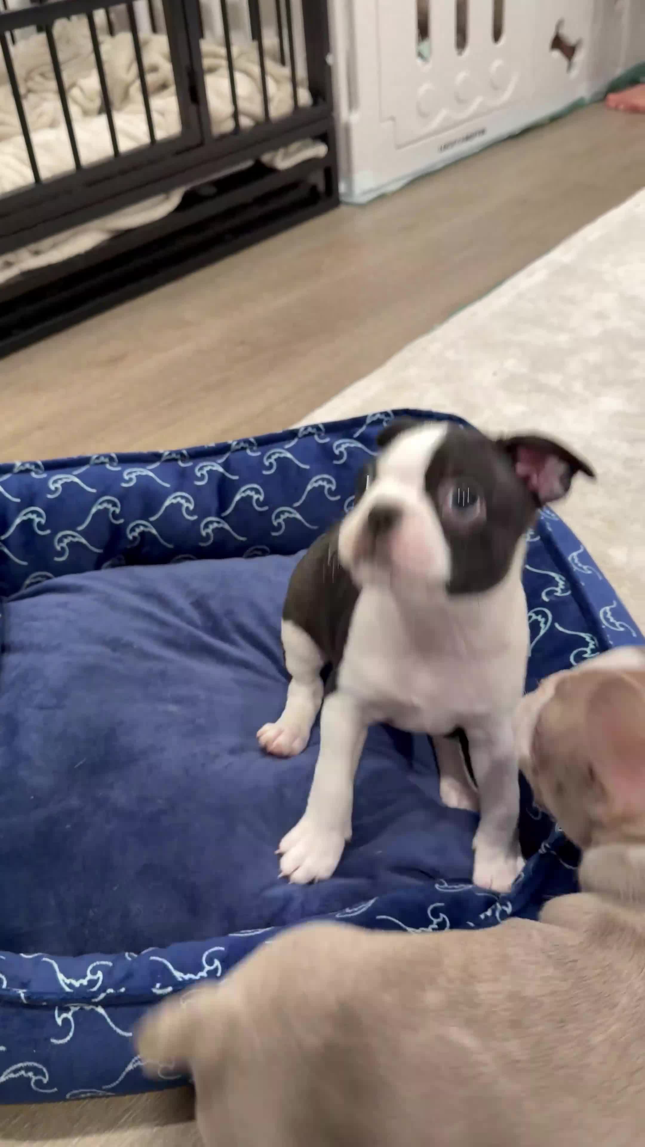 Boston Terrier dogs for sale: Tony Hawk  - Video 1