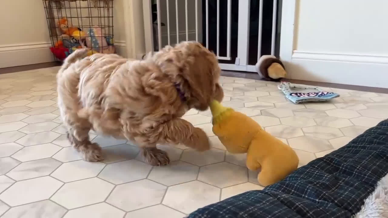 Mini Goldendoodle dogs for sale: Melody - Video 1