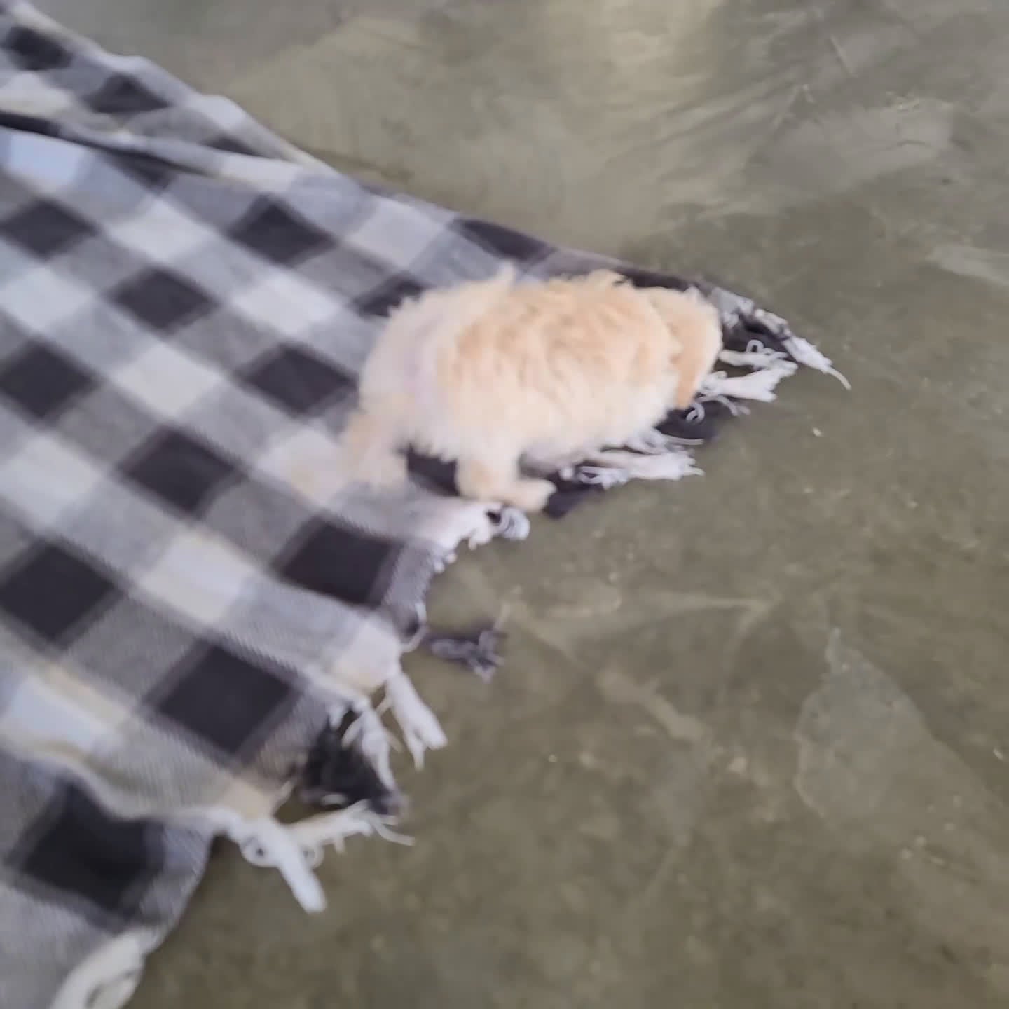 Maltipoo dogs for sale: Brady - Video 1