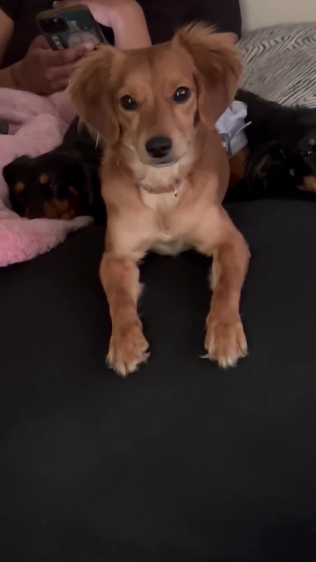 Mixed Breed dogs for sale: Pebbles 🪨  - Video 3