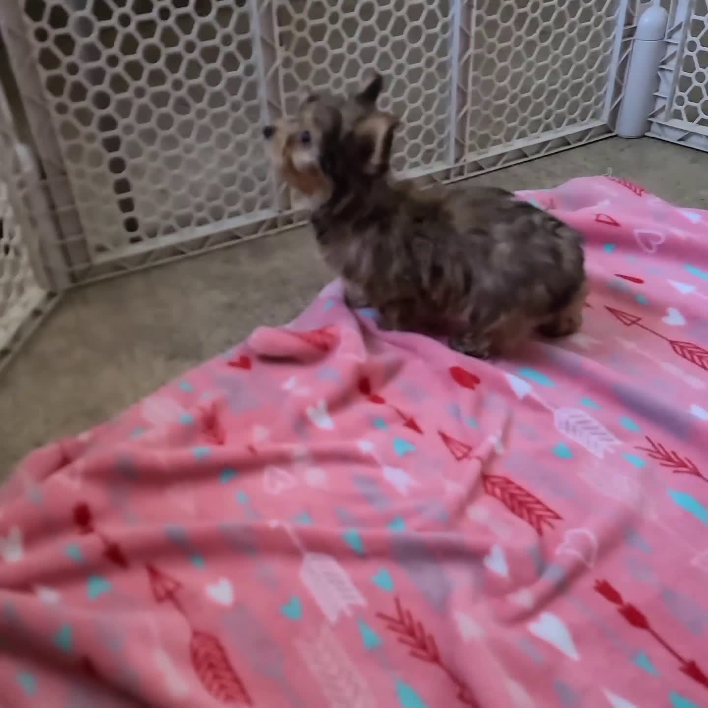 Yorkshire Terrier dogs for sale: Noah - Video 1