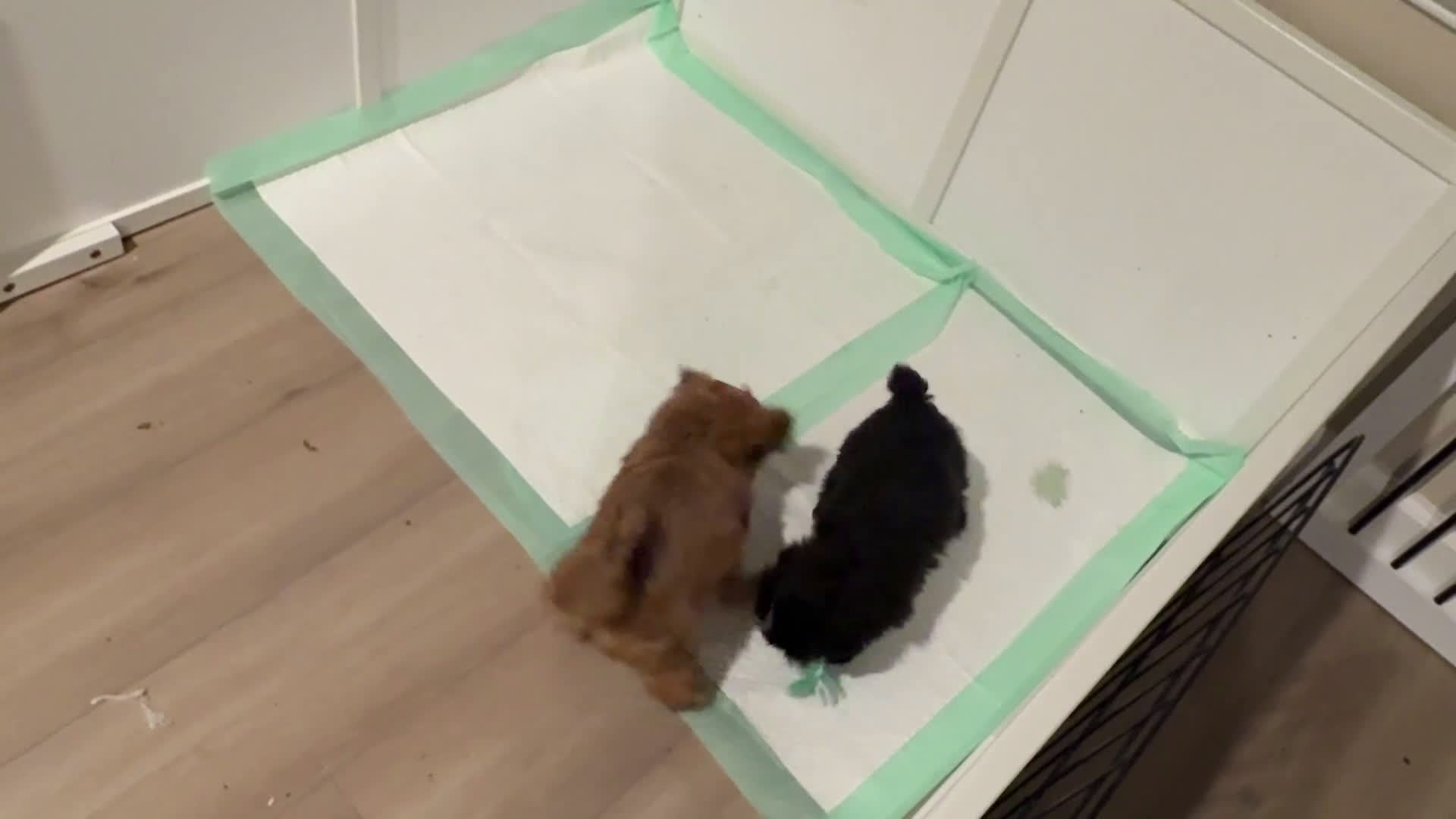 Shih Tzu dogs for sale: Shih Tzu litter of 5 puppies - Video 1