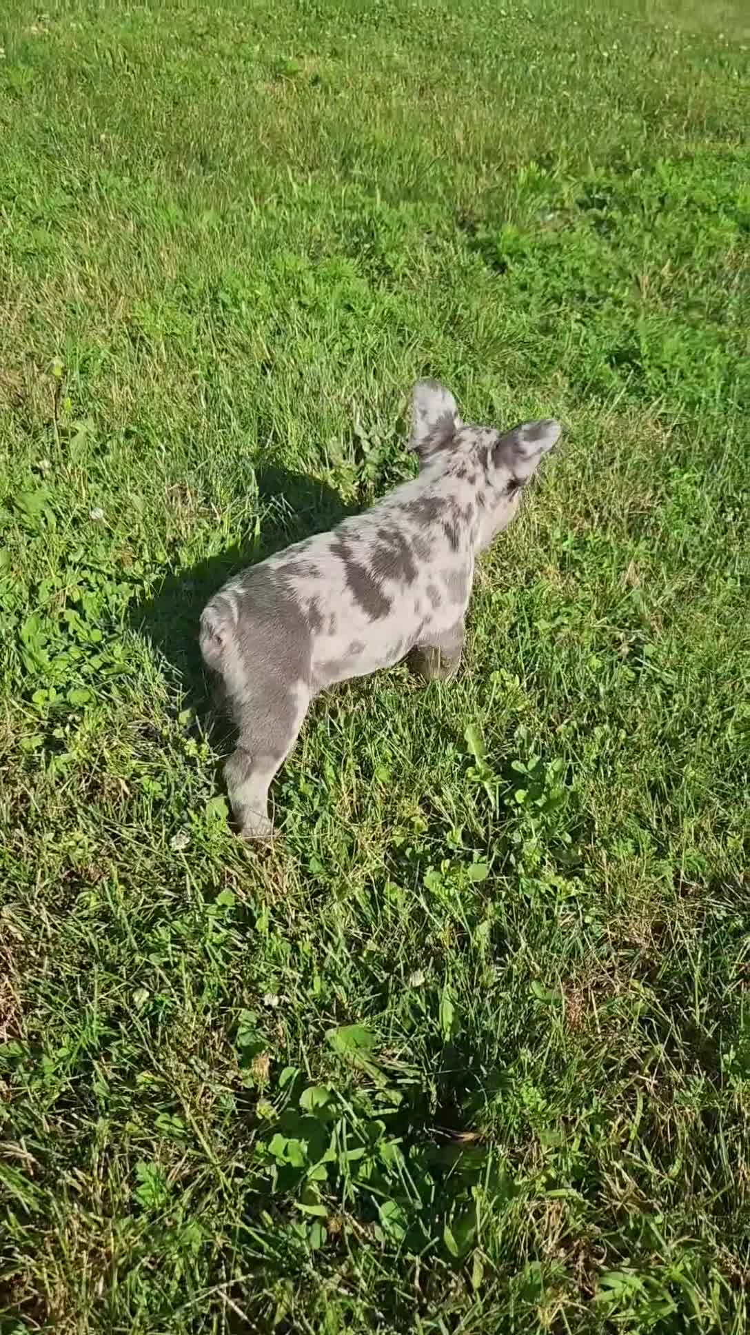 French Bulldog dogs for sale: French Bulldog 2 - Video 1