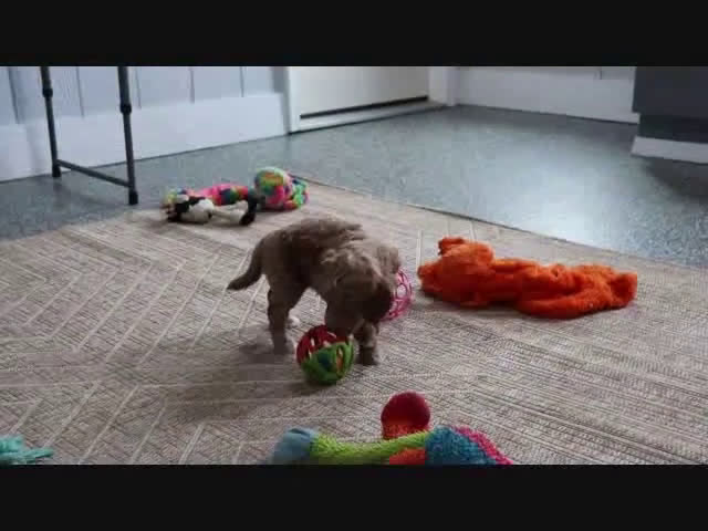 Mini Goldendoodle dogs for sale: Sarge - Video 8