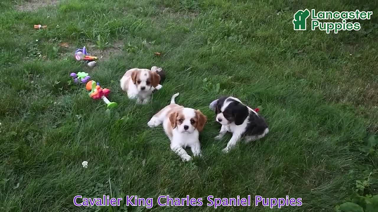 Cavalier King Charles Spaniel dogs for sale: Jaxon - Video 1
