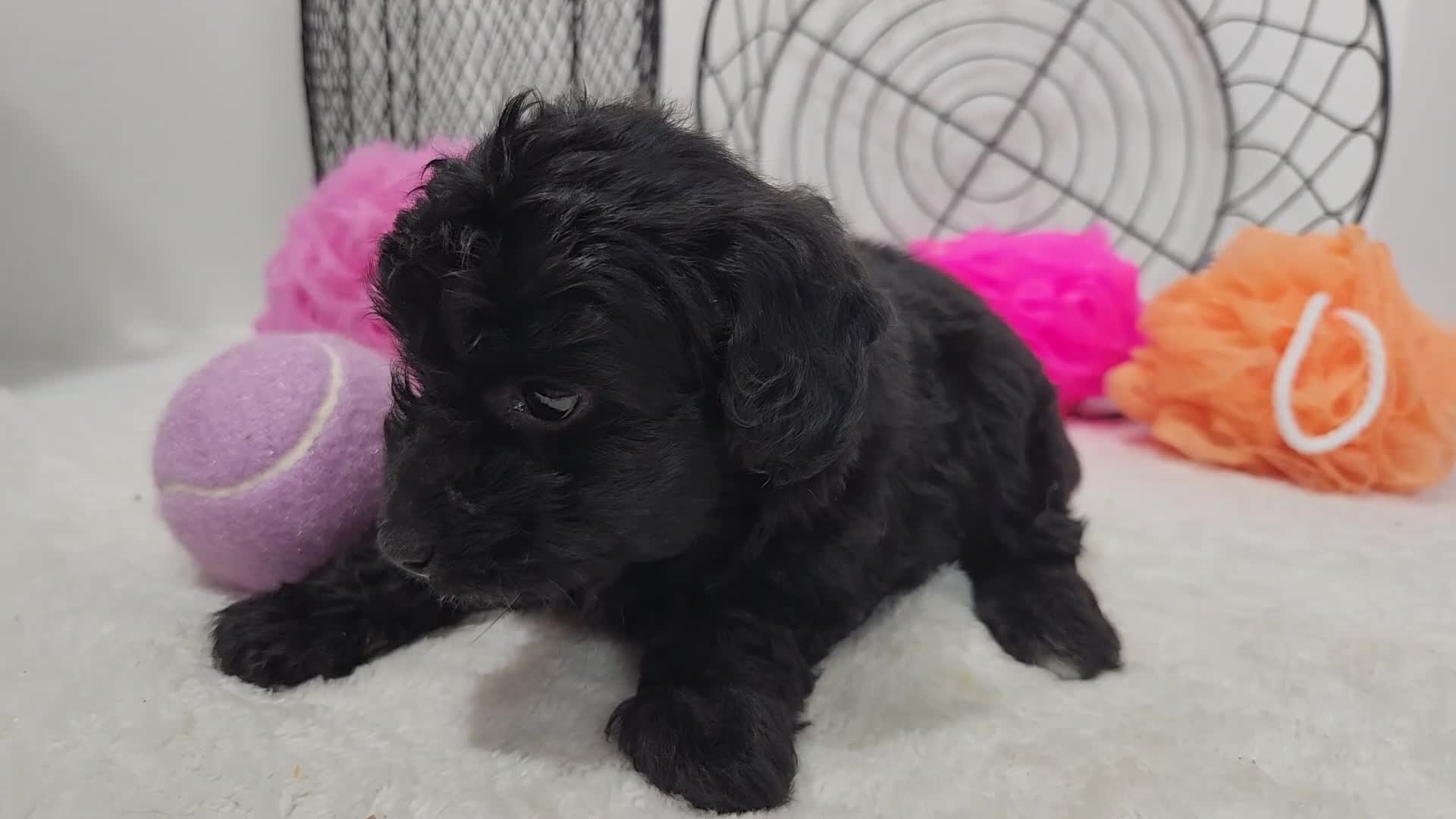 Mini Aussiedoodle dogs for sale: Mini Aussiedoodle Willow - Video 1