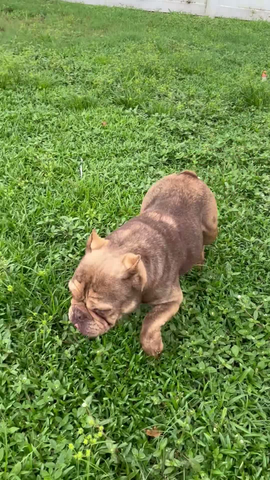 American Bully dogs for sale: American Bully 1 - Video 1
