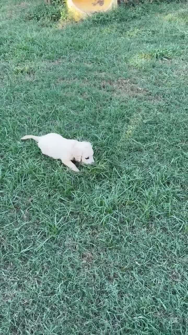 Golden Retriever dogs for sale: Jasmine - Video 6