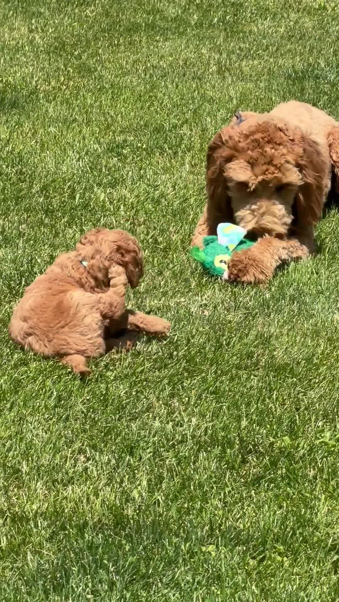 Goldendoodle dogs for sale: Teddy - Video 2