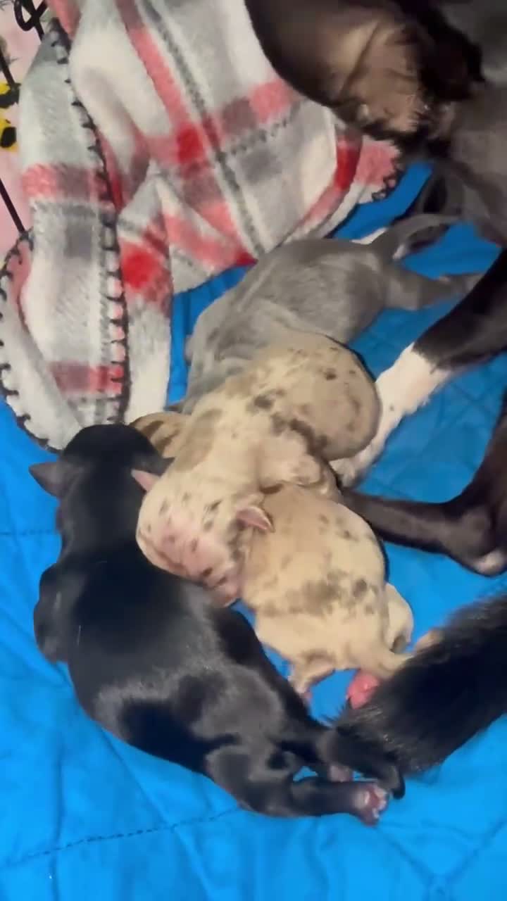 Chihuahua dogs for sale: Chihuahua 2 - Video 1