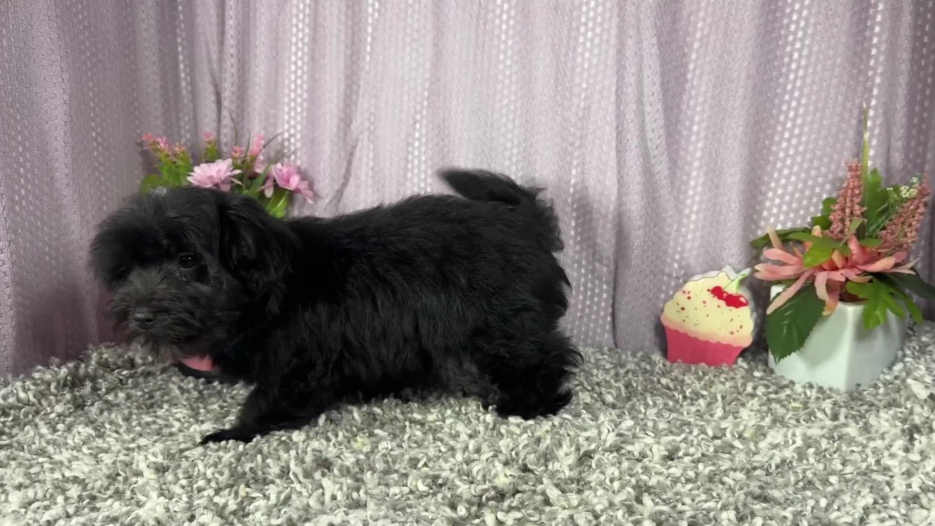 Morkie dogs for sale: Morkie 1 - Video 1