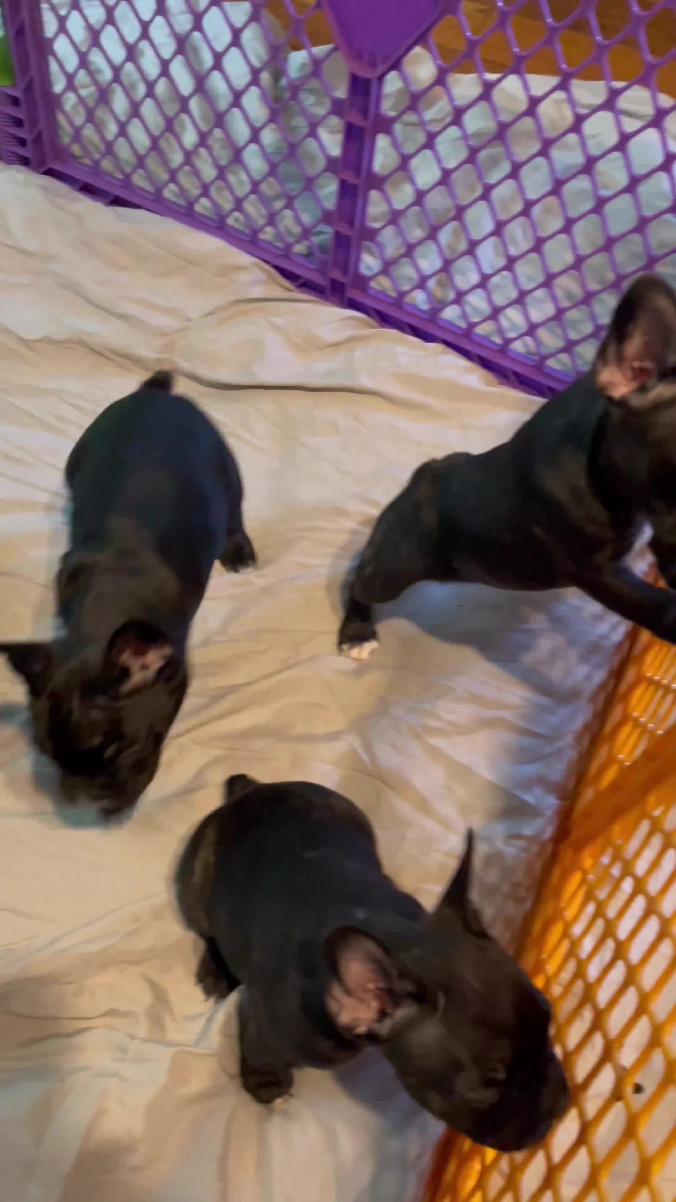 French Bulldog dogs for sale: AJ (Ash Junior) - Video 2
