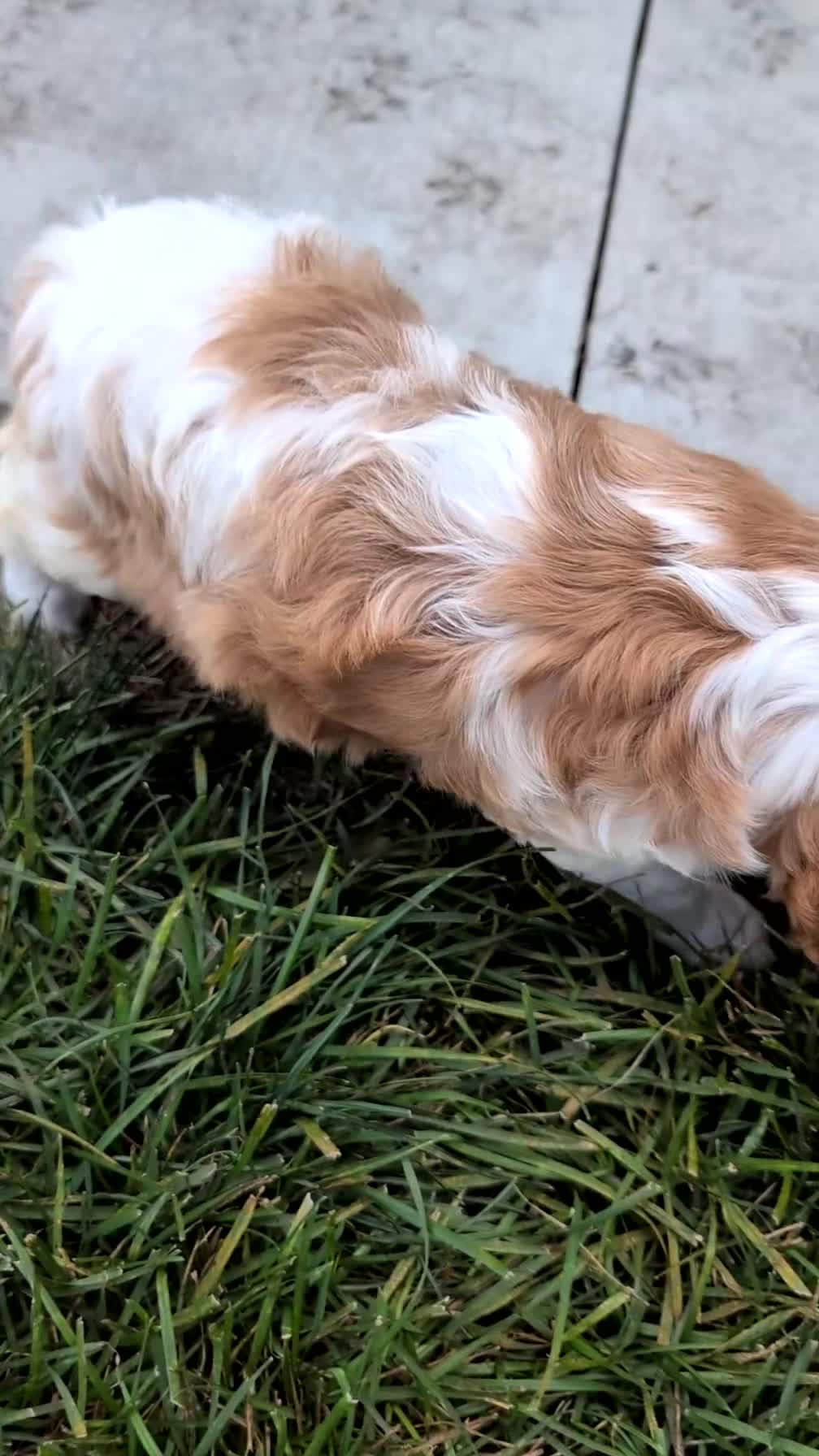 Cavalier King Charles Spaniel dogs for sale: Leo - Video 1