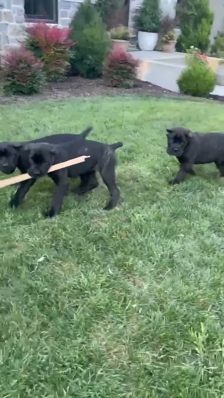 Cane Corso dogs for sale: Rosie - Video 2
