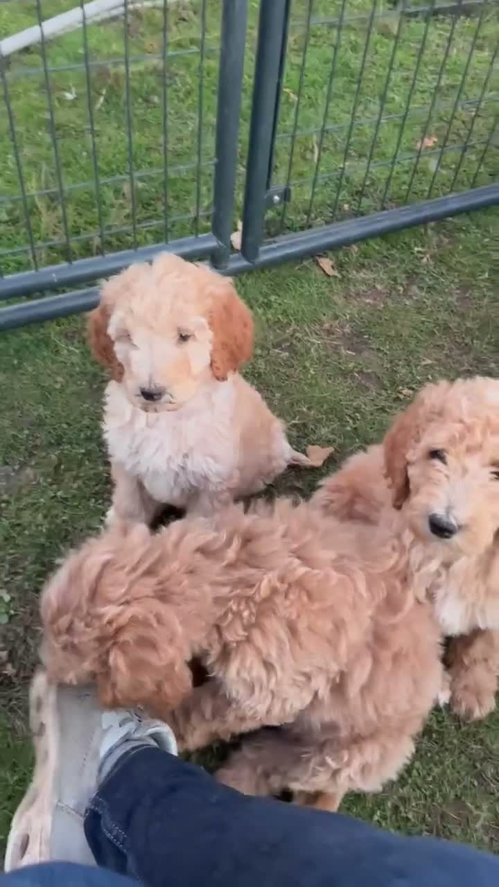 Standard Poodle dogs for sale: Standard Poodle 5 - Video 2