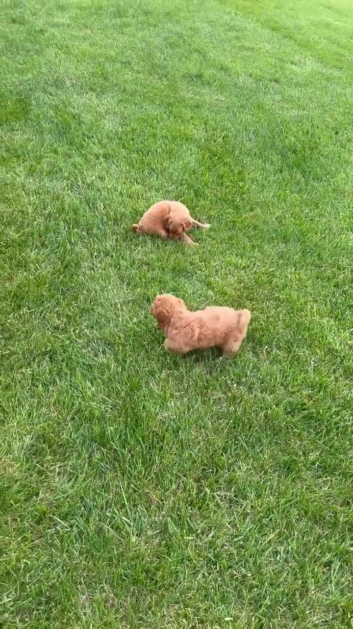 Mini Goldendoodle dogs for sale: Mini Gordon - Video 3