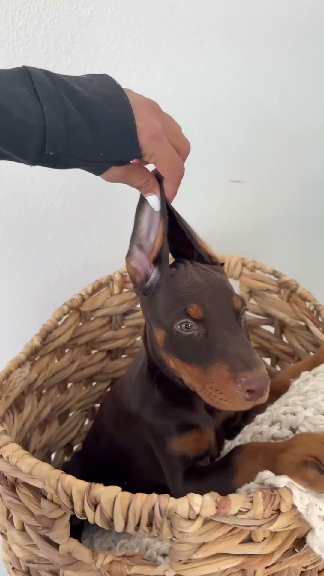 Doberman Pinscher dogs for sale: Doberman Pinscher 2 - Video 1