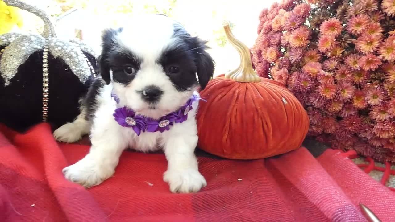 Shih Tzu dogs for sale: Shih Tzu 8 Catrina - Video 1