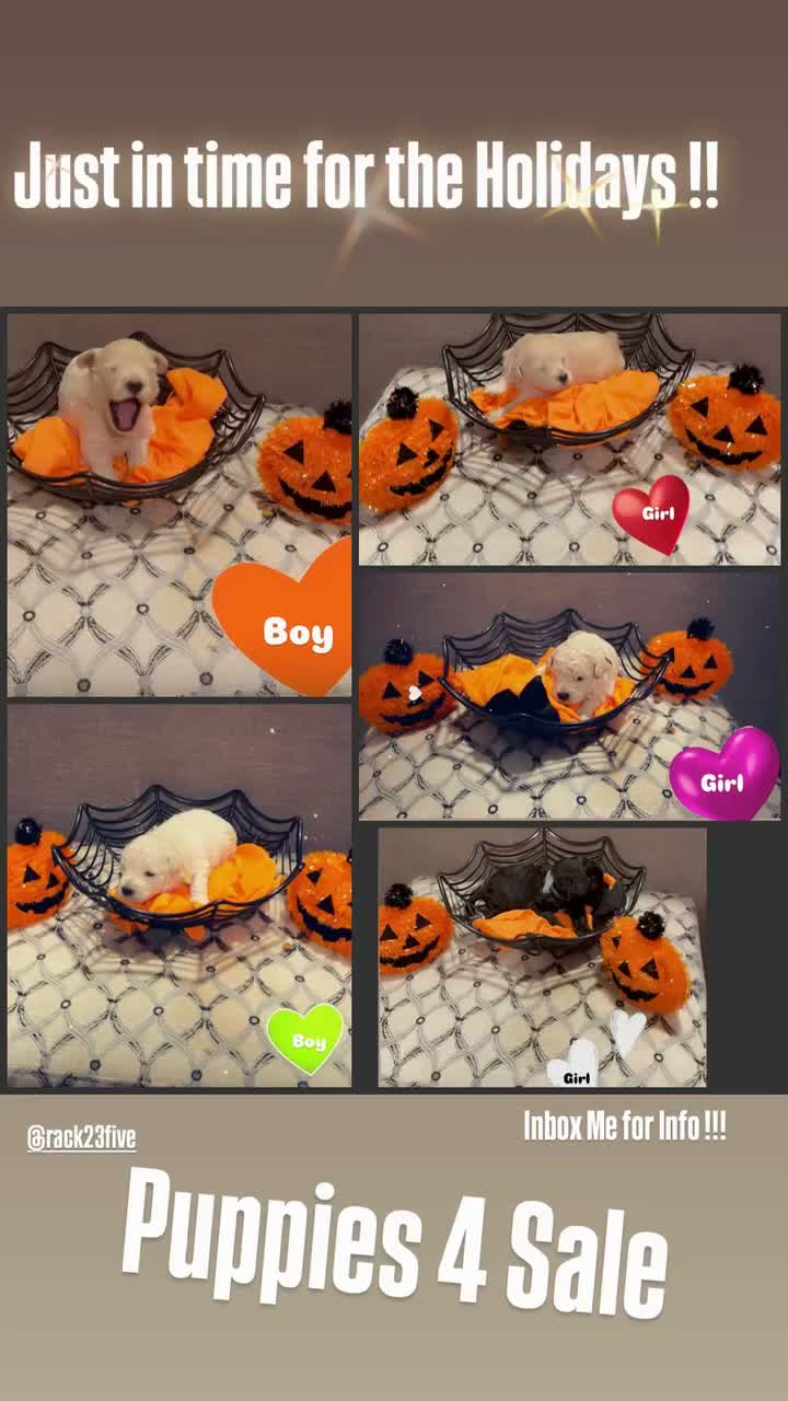 Goldendoodle dogs for sale: Goldendoodle 3 - Video 1