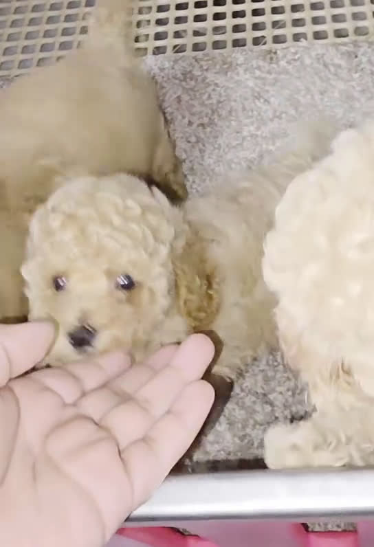 Toy Poodle dogs for sale: Toy Poodle caramelo - Video 2