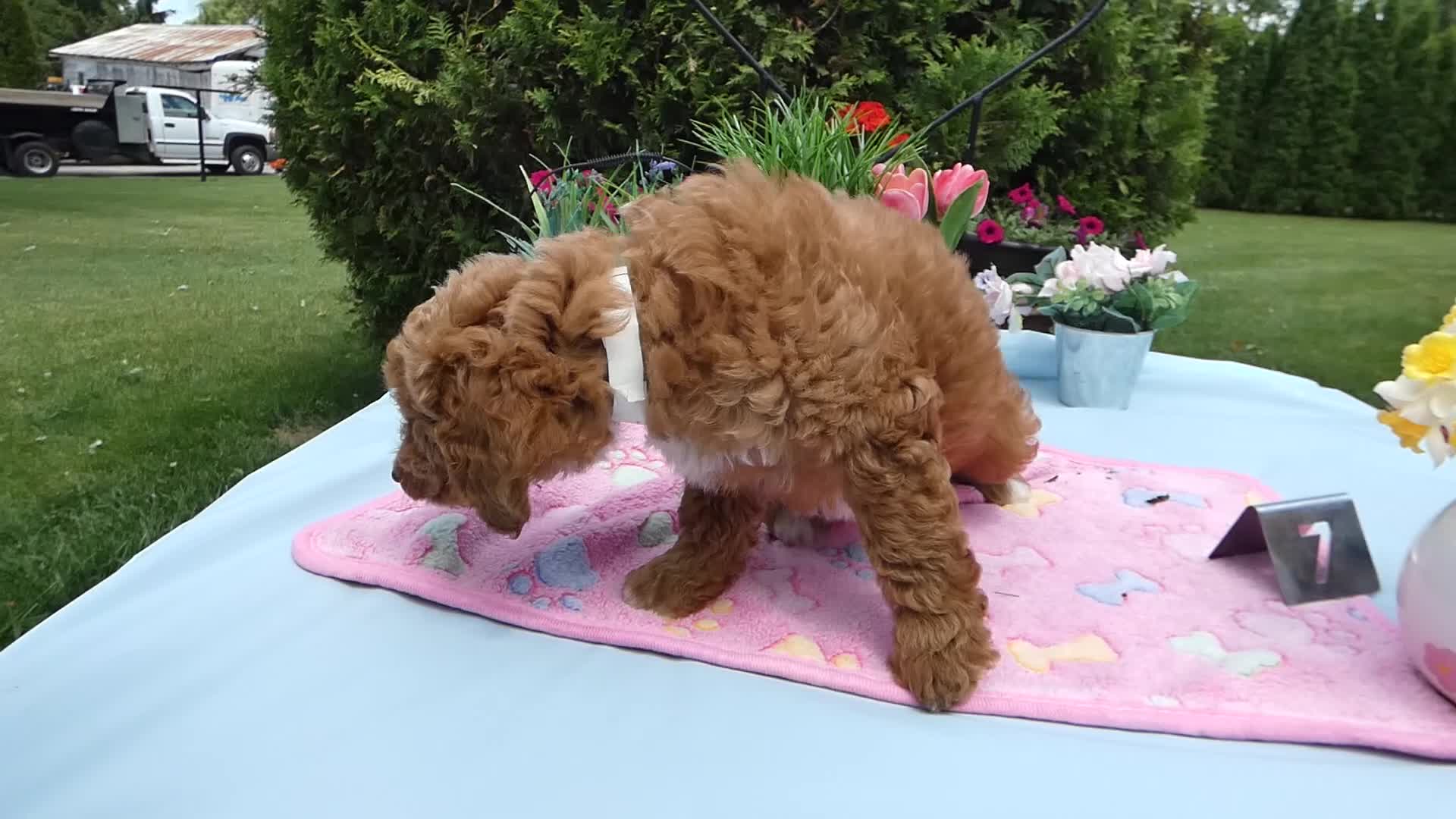 Mini Goldendoodle dogs for sale: Mini Goldendoodle 7 Sparkle - Video 1