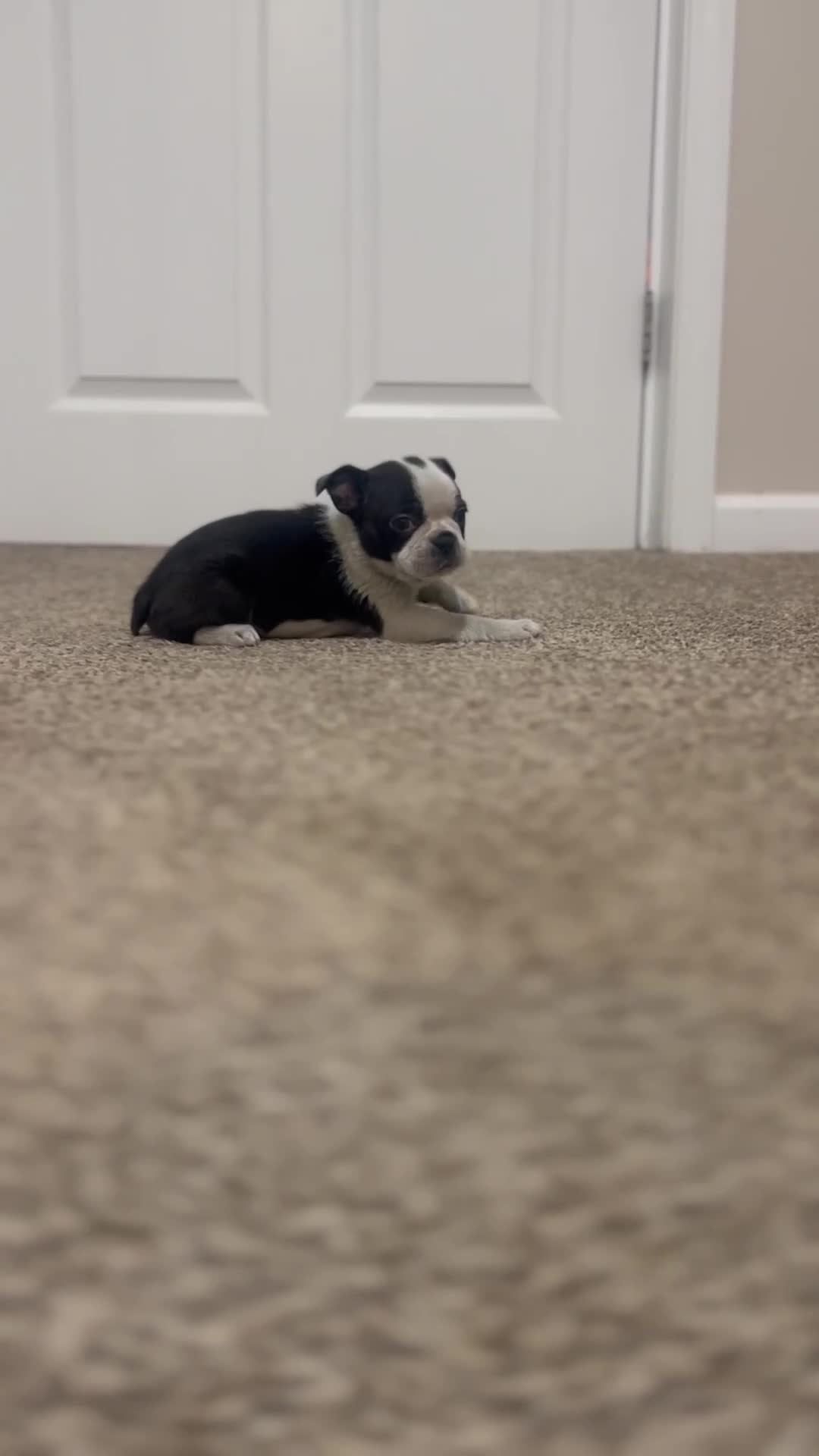 Boston Terrier dogs for sale: Nicky - Video 2