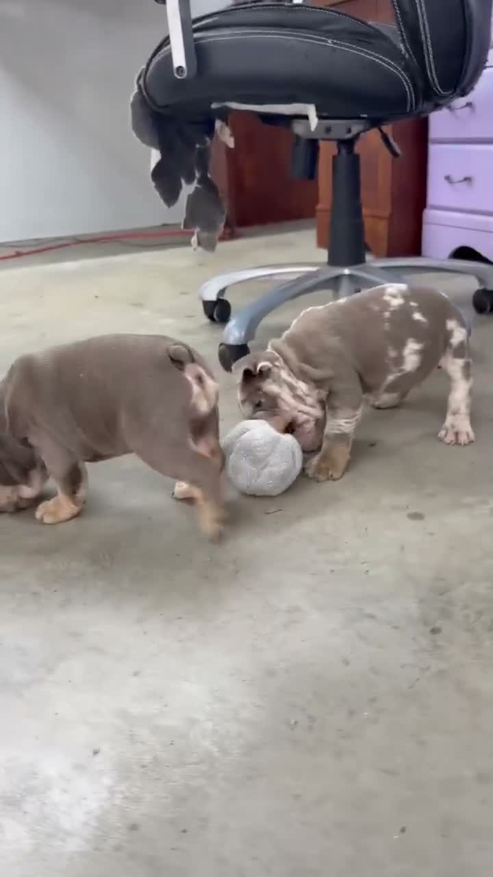 English Bulldog dogs for sale: Eric - Video 1