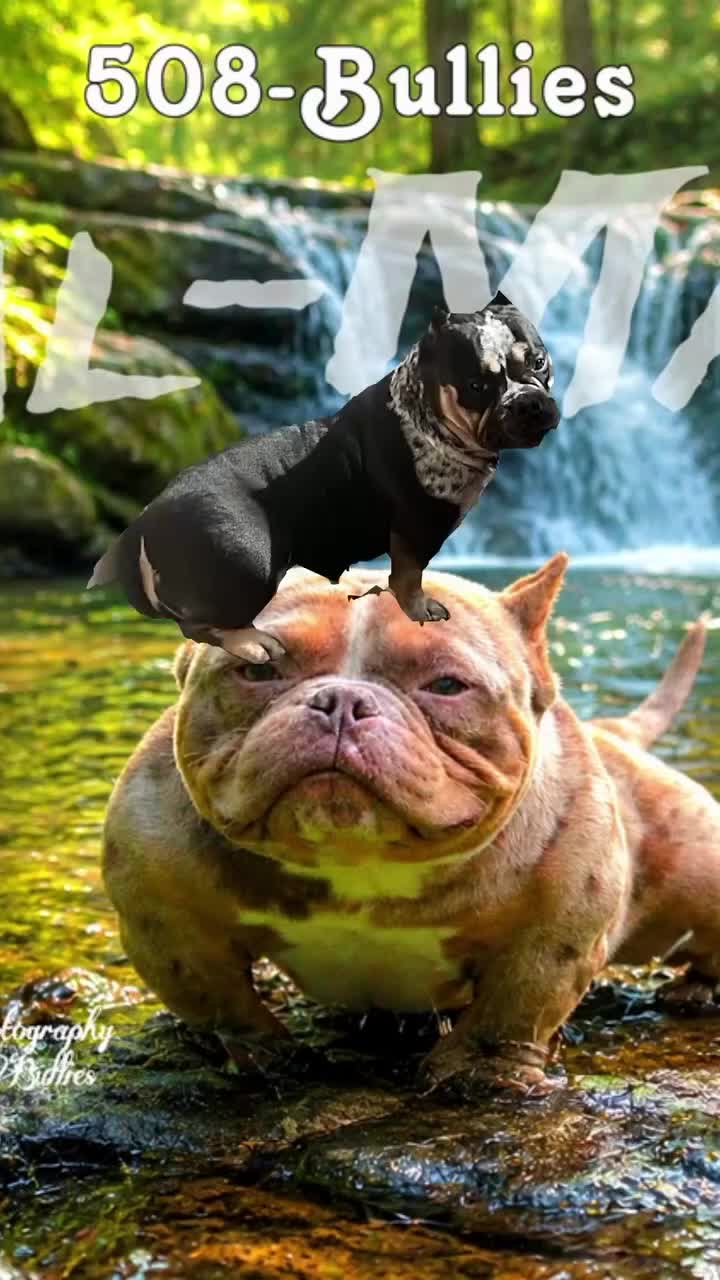 American Bully dogs for sale: American Bully 2 - Video 1