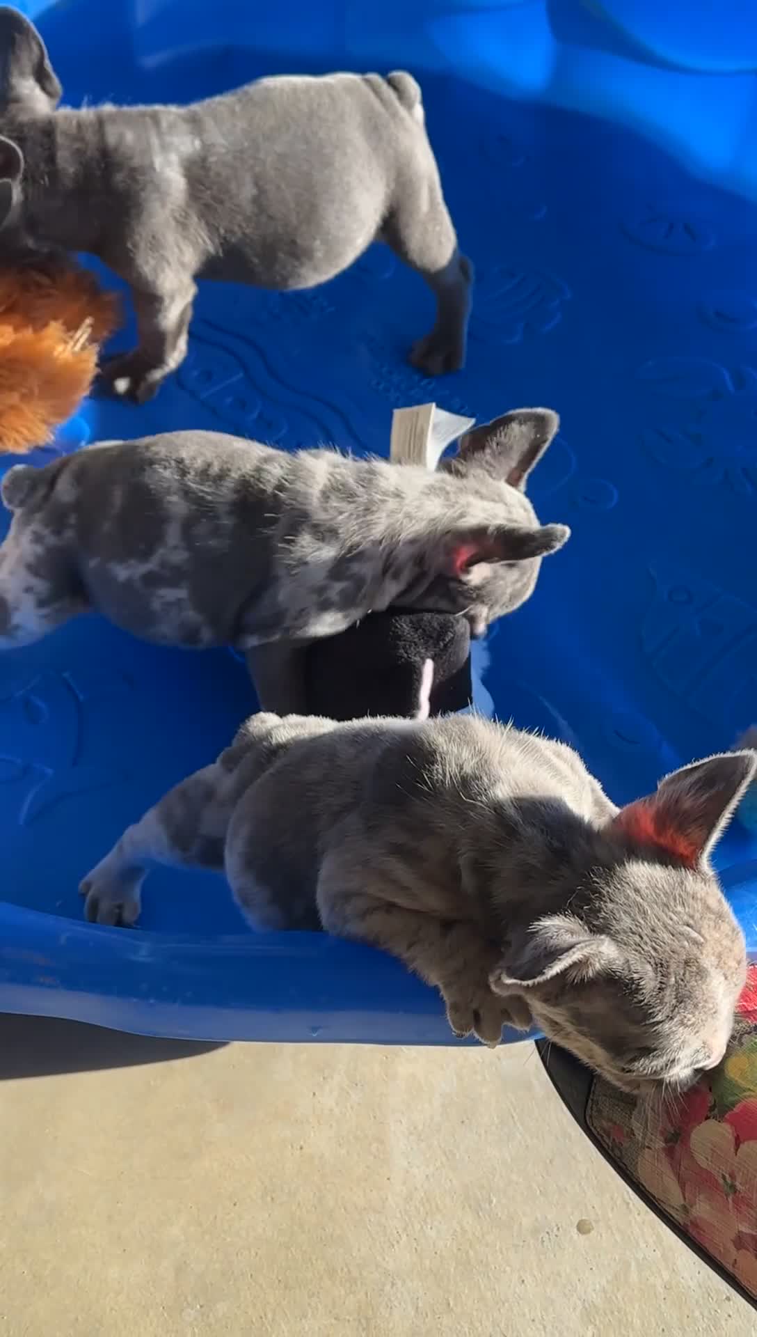 French Bulldog dogs for sale: Biggie - Video 4