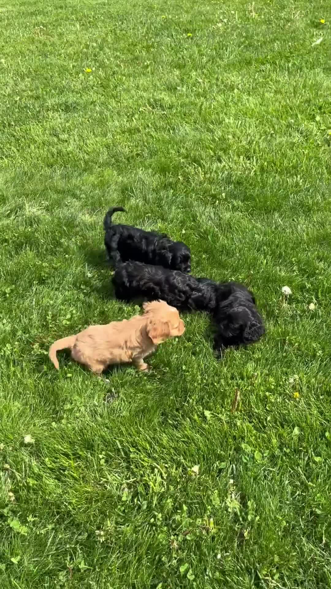 Cavapoo dogs for sale: Bruno - Video 2