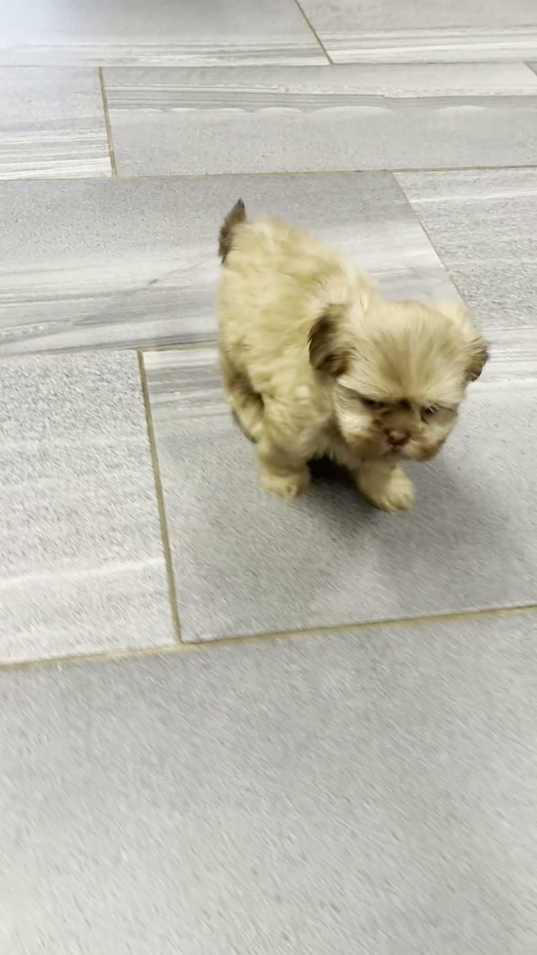 Shih Tzu dogs for sale: Niko - Video 1