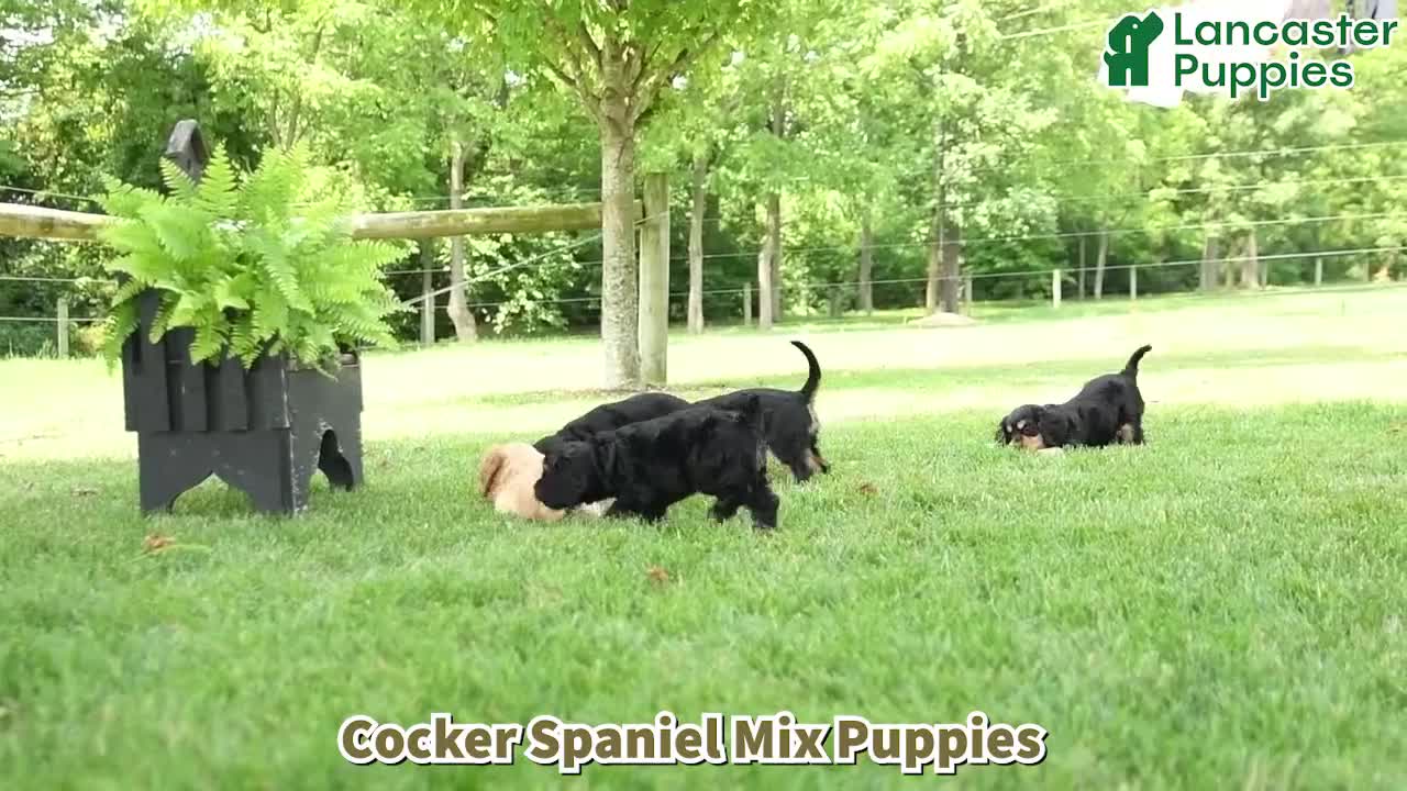 Cockalier dogs for sale: Reeses - Video 1