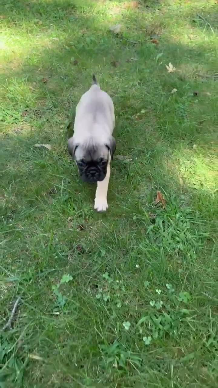 Frug dogs for sale: Frug 1 - Video 1