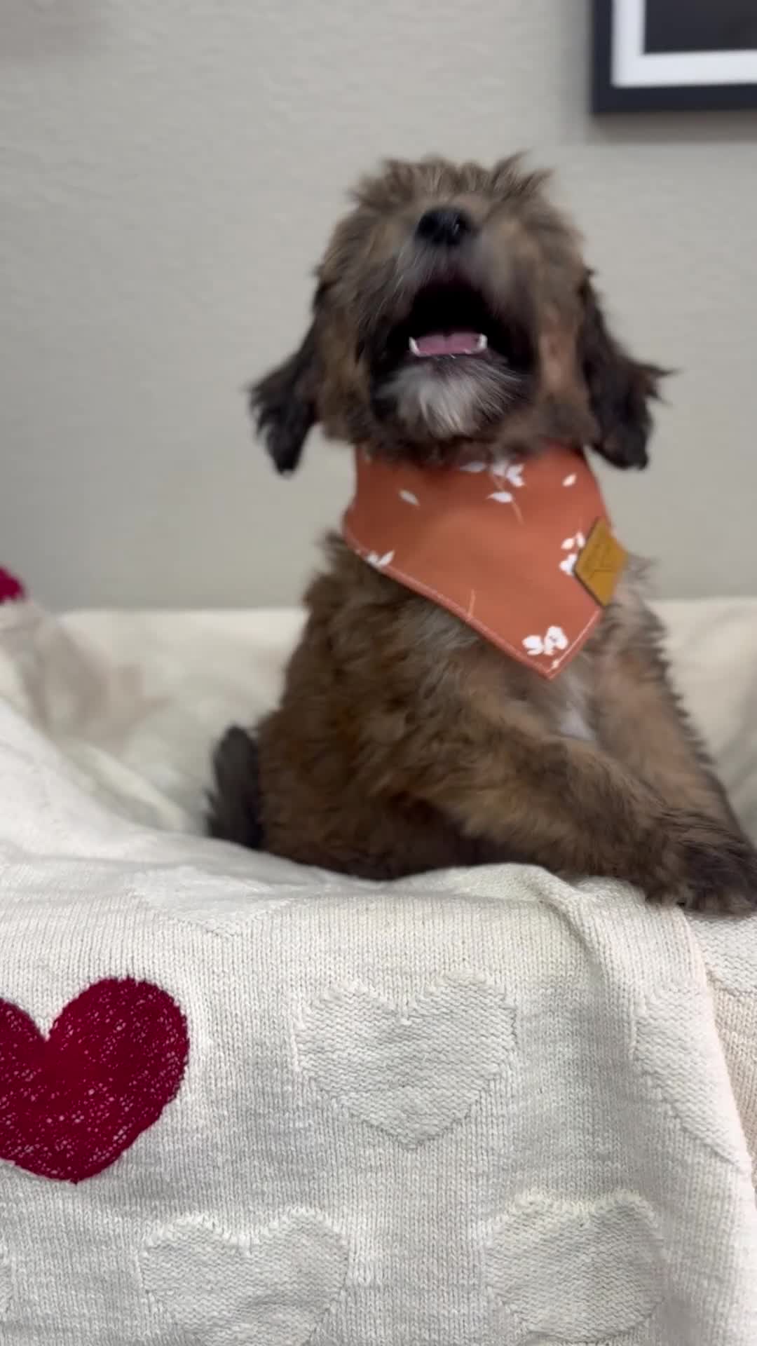 Mini Bernedoodle dogs for sale: Mini Bernedoodle Caramel- orange collar - Video 1