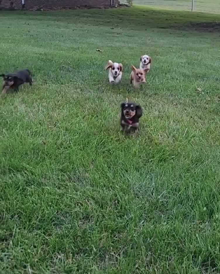 Cavalier King Charles Spaniel dogs for sale: MilkyWay - Video 1