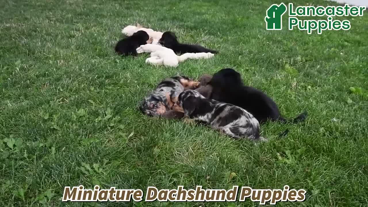 Miniature Dachshund dogs for sale: Dixie - Video 1