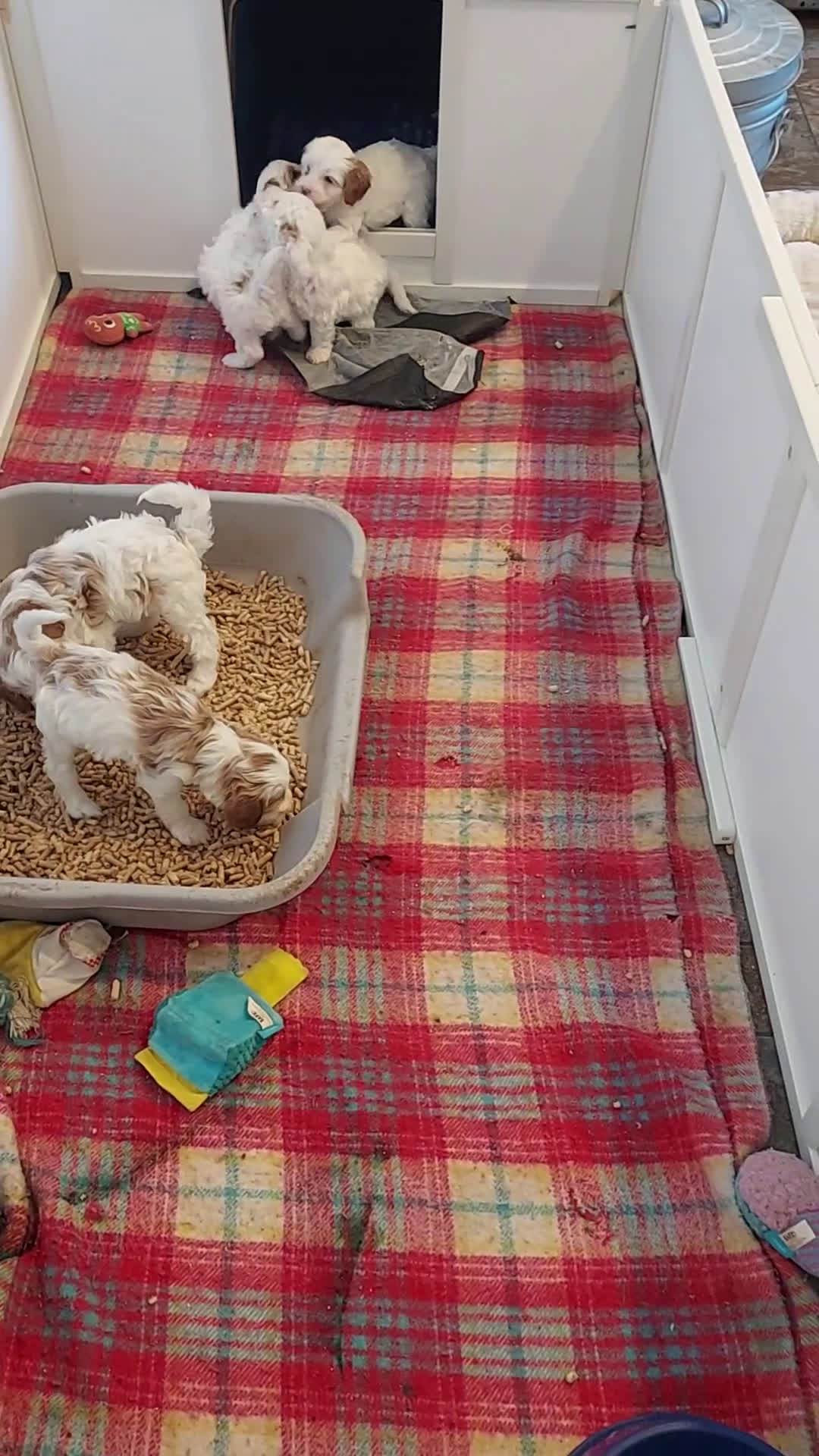 Cavapoo dogs for sale: Sugar - Video 1