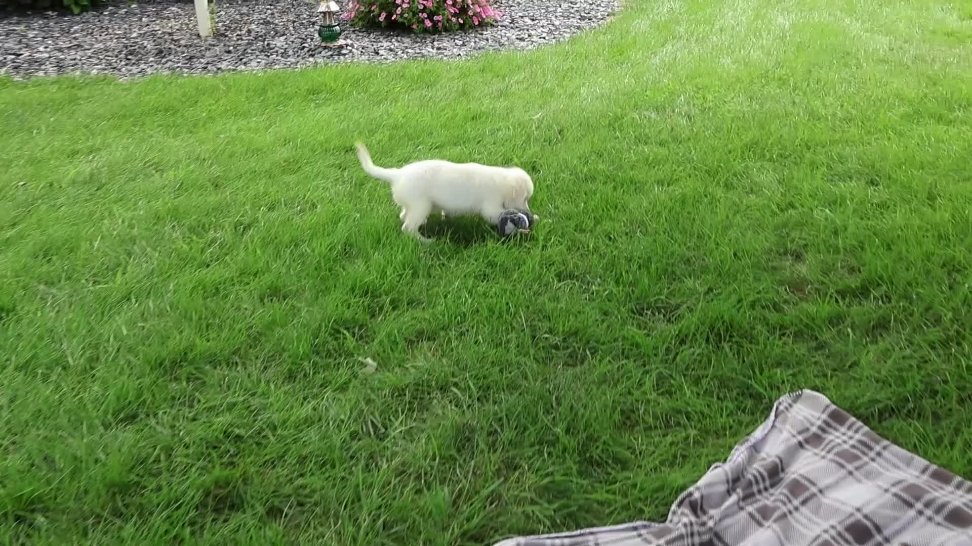 Golden Retriever dogs for sale: Turbo - Video 1