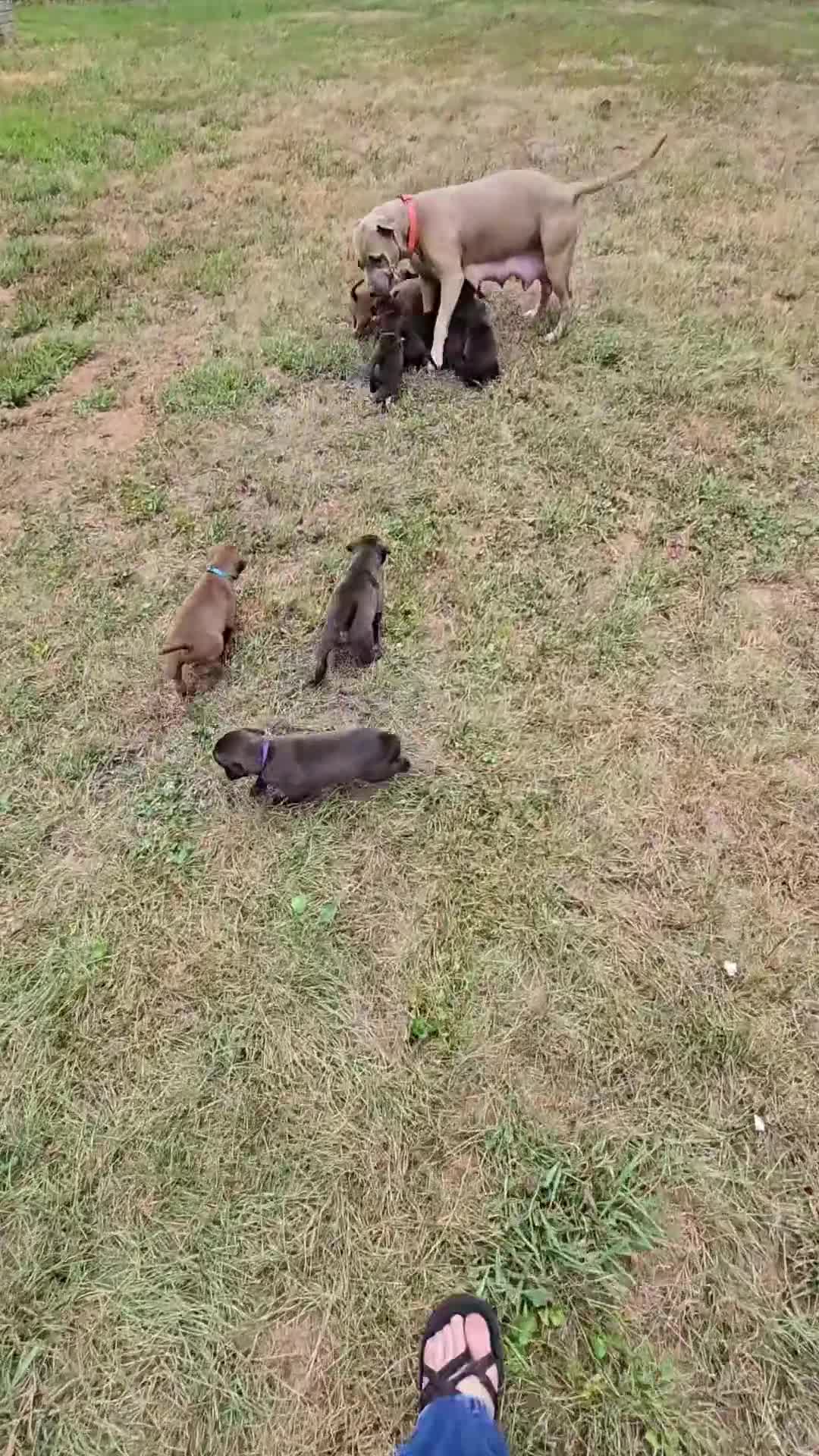 Mixed Breed dogs for sale: Simba (yellow collar) - Video 1