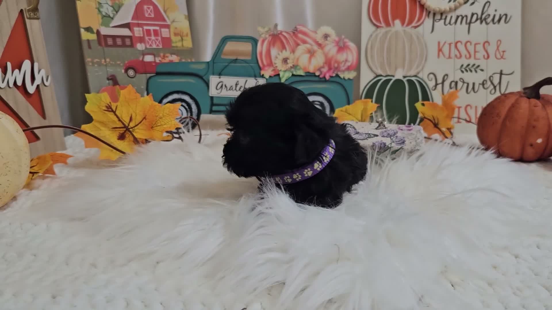 Yorkiepoo dogs for sale: Anna Joy - Video 1