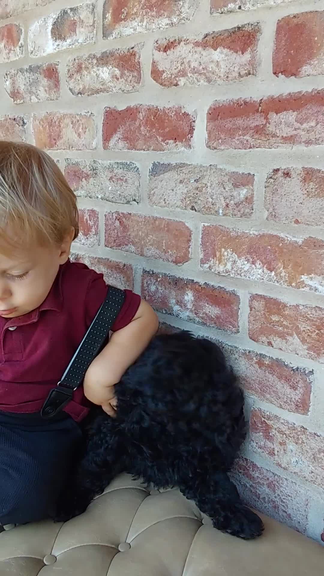 Mixed Breed dogs for sale: Mixed Breed 2 - Video 1